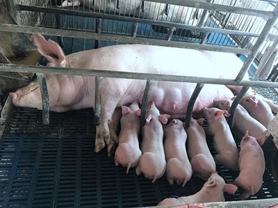 关于养猪场冬季饲养猪设备cason简单科普